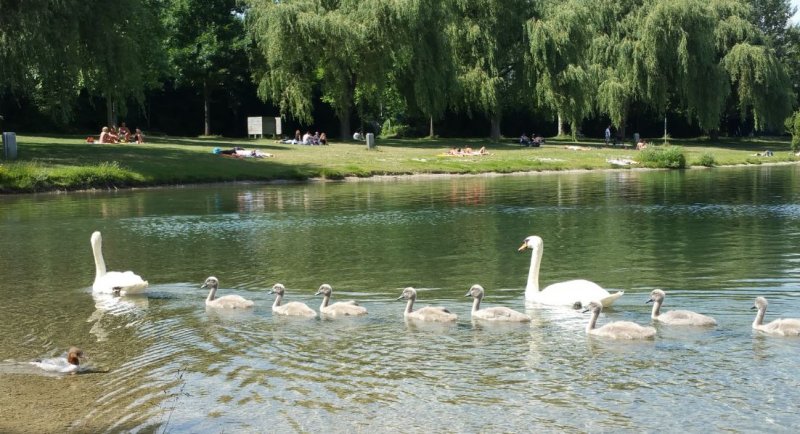 joanaf_swans_swimming_w.jpg