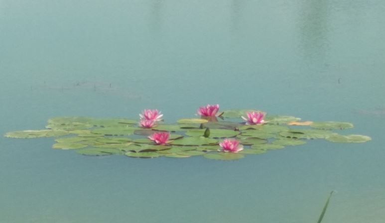 IgorR_lotuses_w2.JPG